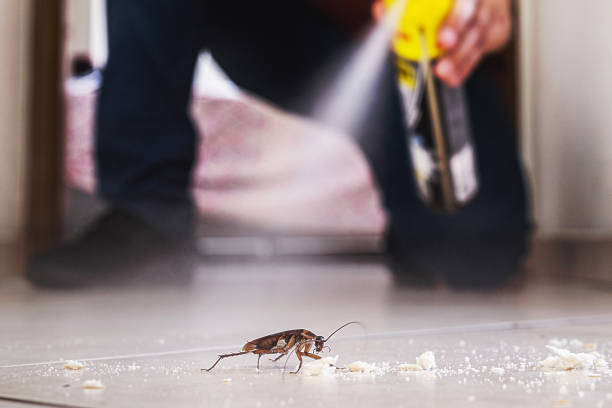 Best Spider Control Near Me  in San Andreas, CA