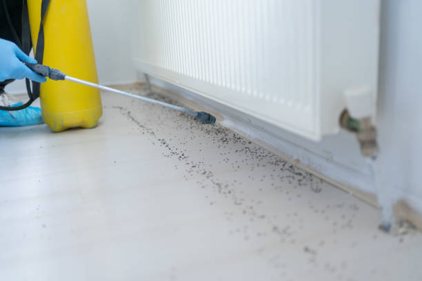 Best Flea Control Services  in San Andreas, CA